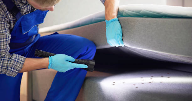 Best Local Pest Control Services  in Pineville, LA
