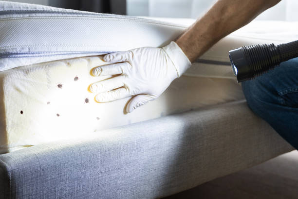 Best Pest Removal Services  in Pineville, LA
