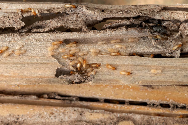 Best Best Pest Control Companies  in Pineville, LA