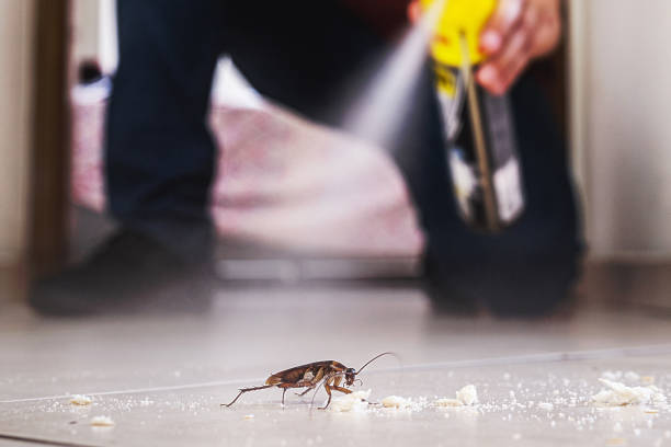 Best Rat Extermination Near Me  in Pineville, LA